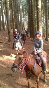 Le Farfalle B&B - cavallo